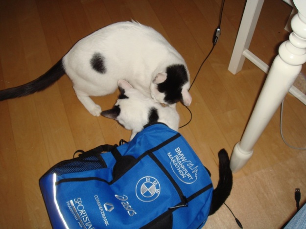 Devil-kitty checks out some race swag as Captain Dukie patiently waits his turn.