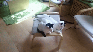 And have a bonus .gif of the cats made by google's Auto-Awesome feature.