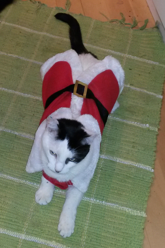 A cat wearing a Santa Claus coat